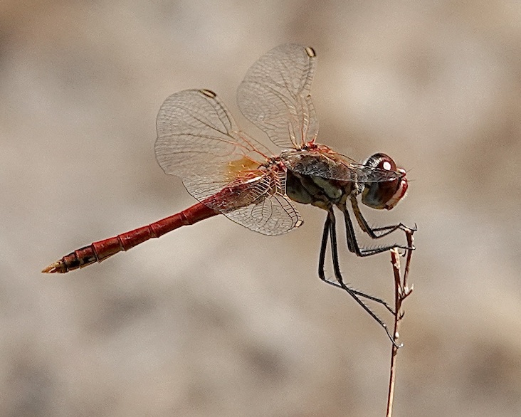 red-veined darter